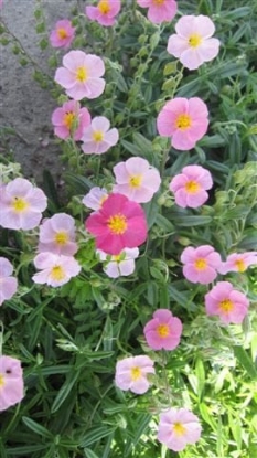 Picture of Helianthemum - Crown Mixed